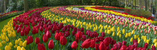 3587_89_90TM-Tulips multiple fish eye-blog header