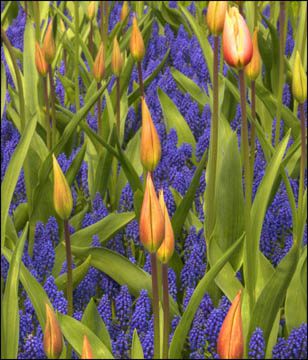 3908_09_10TM-Tulips-cropt-72