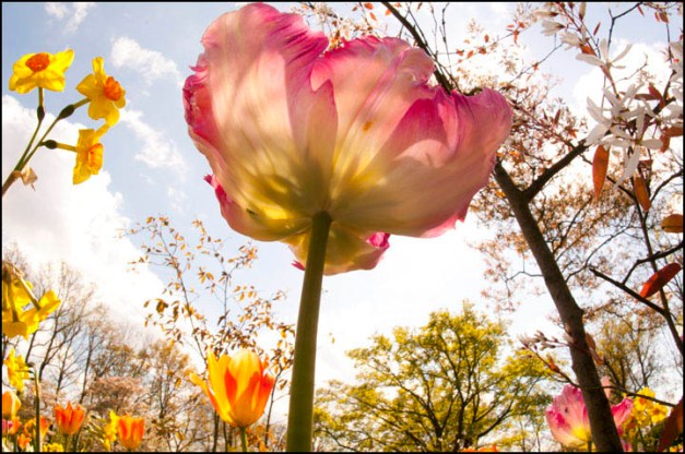 4066-Pink Tulip fisheye-72