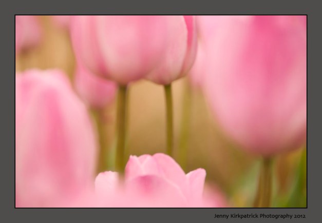 4970-Pink tulips out of focus-72